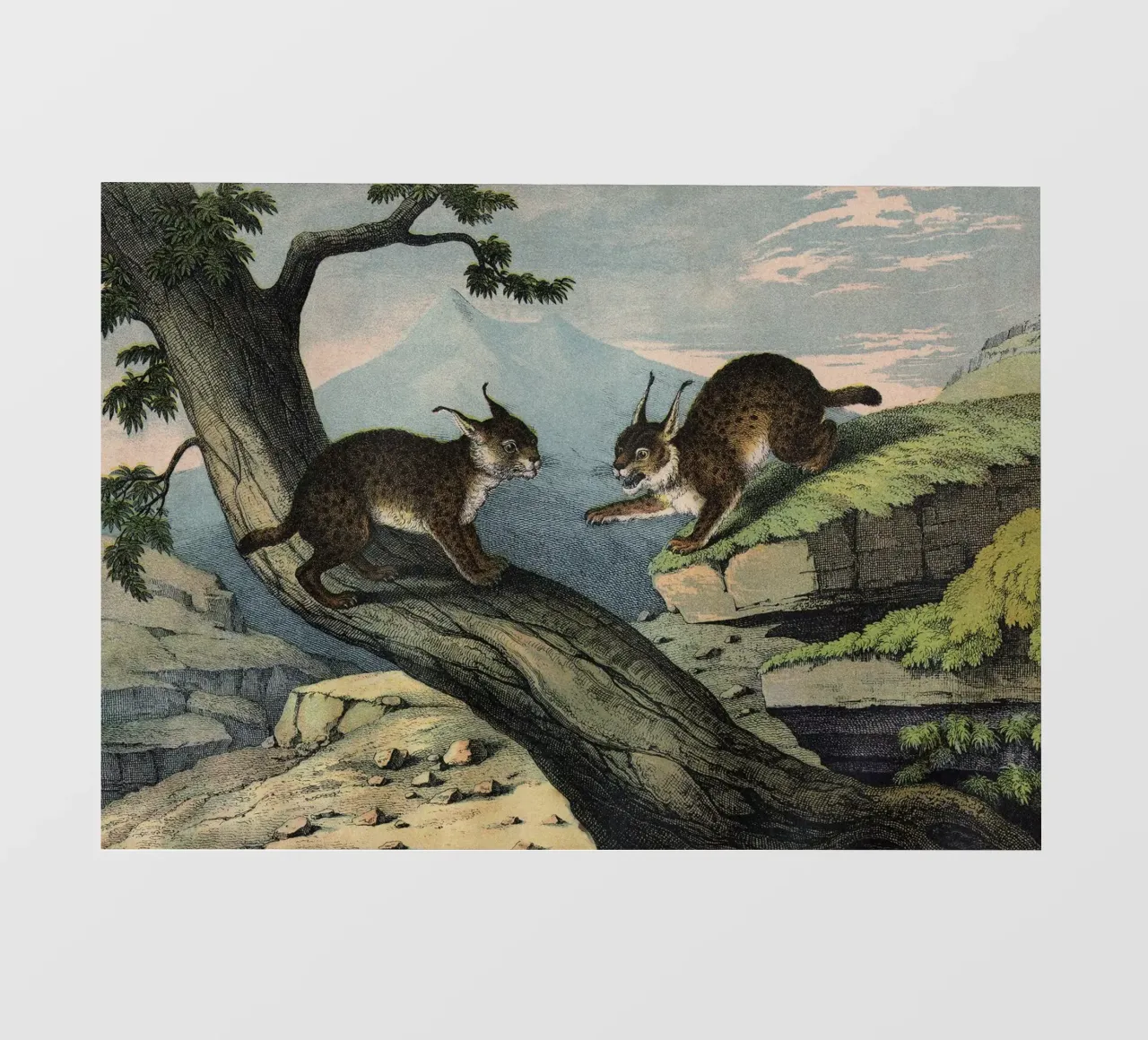 Vintage Kolb 6 Tafel 1 Luchs telo in pvc da Vintage Print Collection