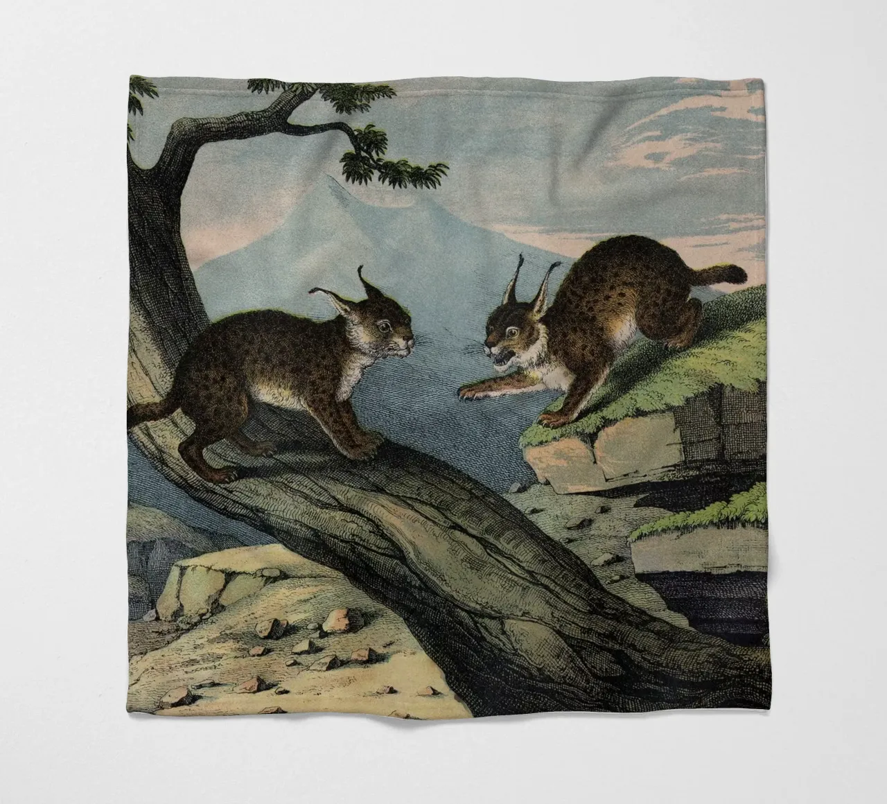 Vintage Kolb 6 Tafel 1 Luchs coperta in pile da Vintage Print Collection