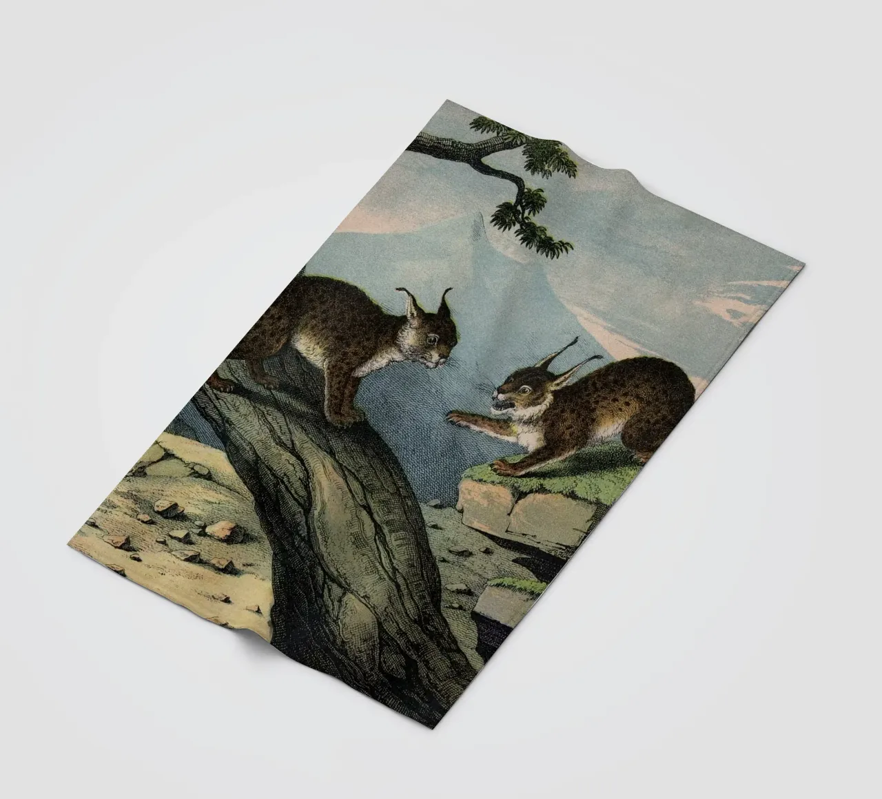 Vintage Kolb 6 Tafel 1 Luchs coperta in pile da Vintage Print Collection