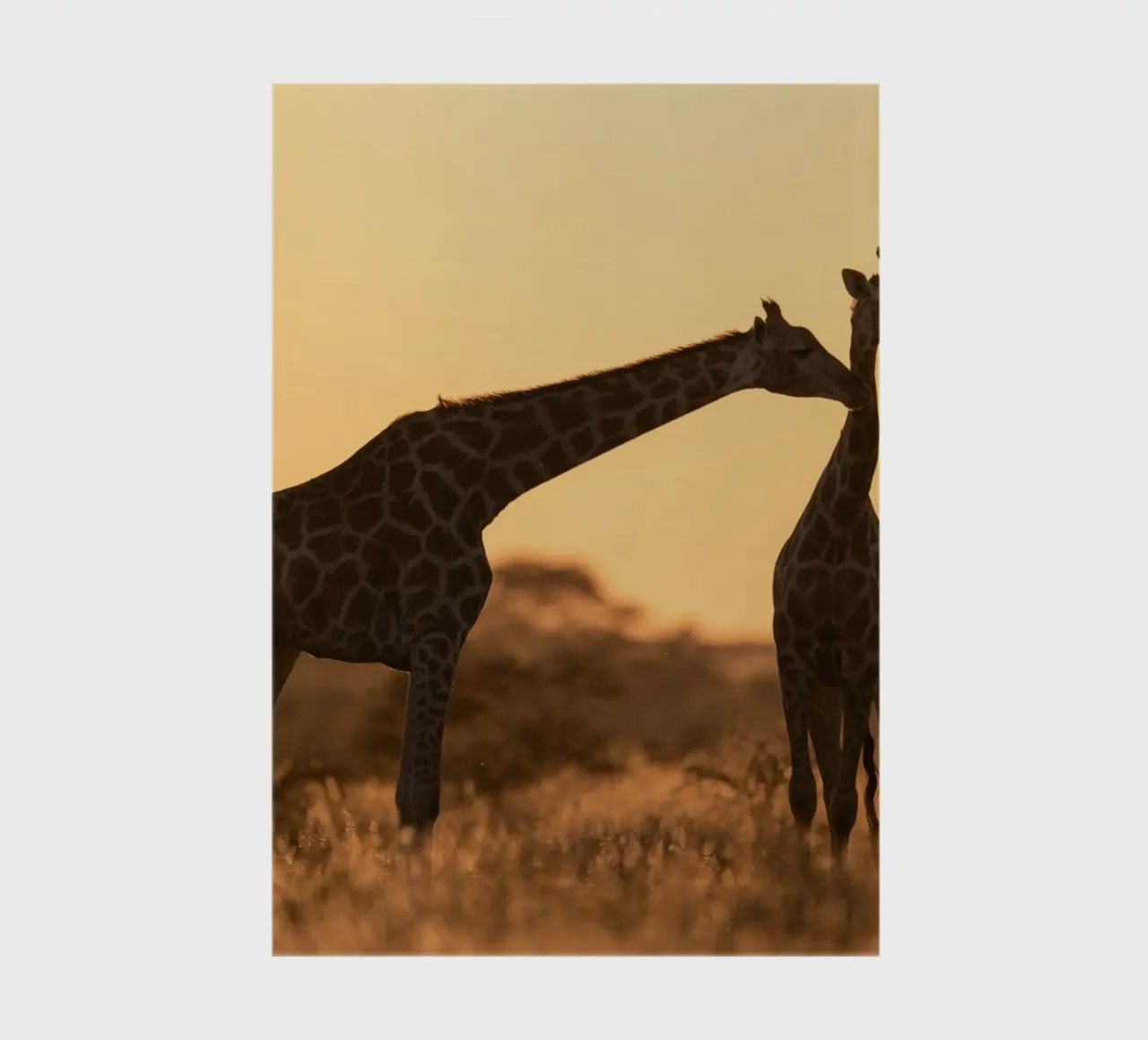A giraffe standing on the meadow in the afternoon notebook by Earthly Visions