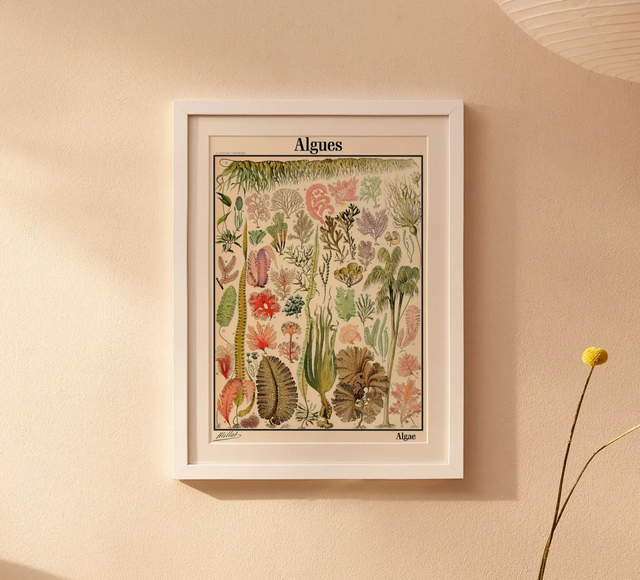 Illustrazione di alghe vintage poster con telaio in plastica da Rob Lewis