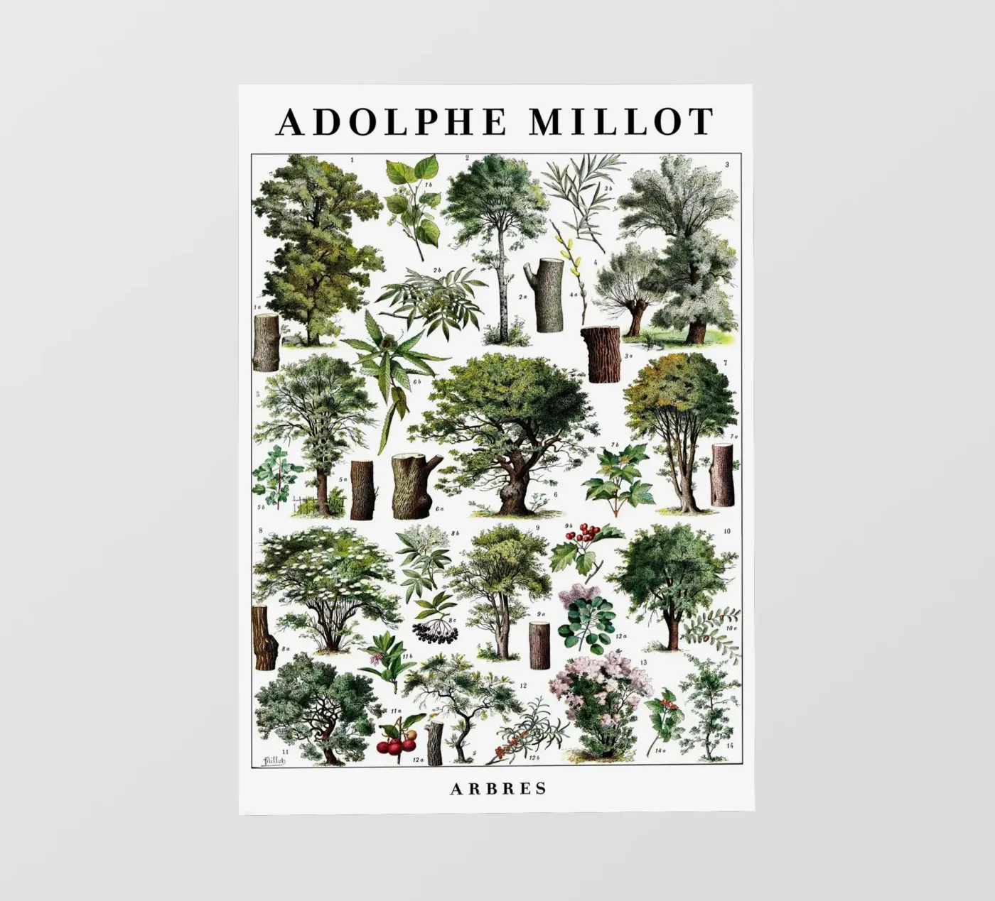 Trees photo wallpaper by Rob Lewis