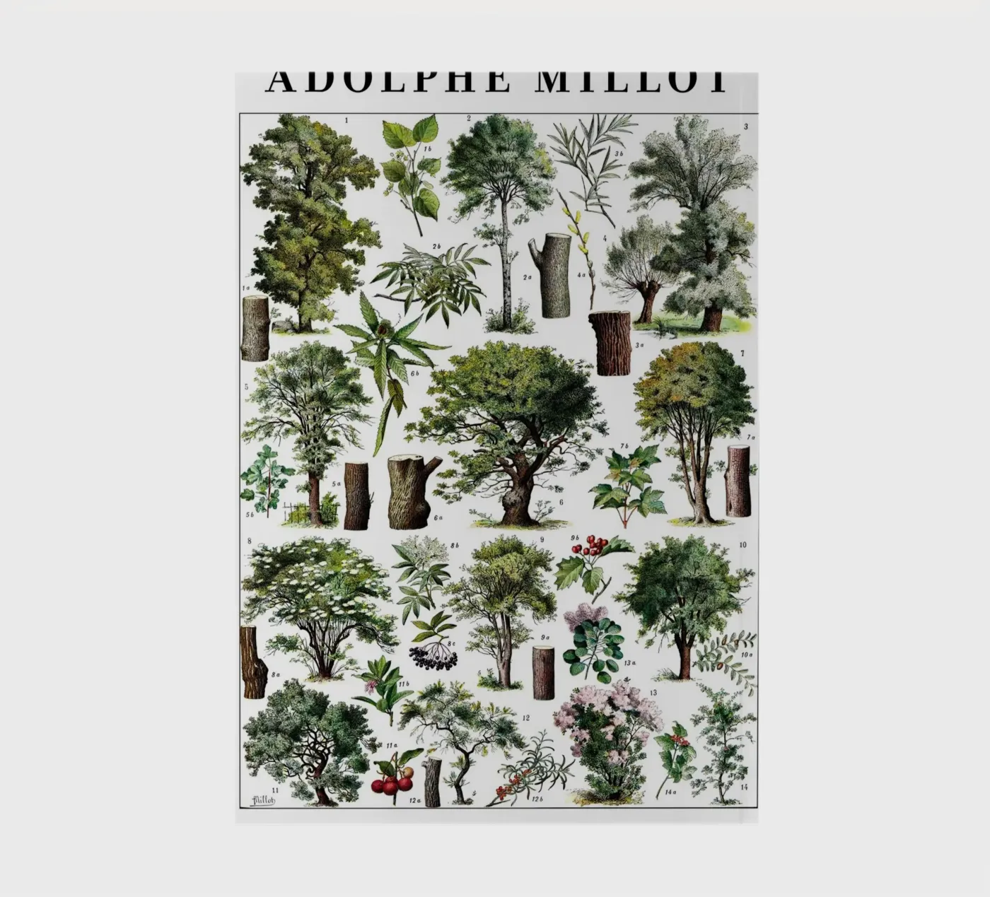 Trees notebook by Rob Lewis