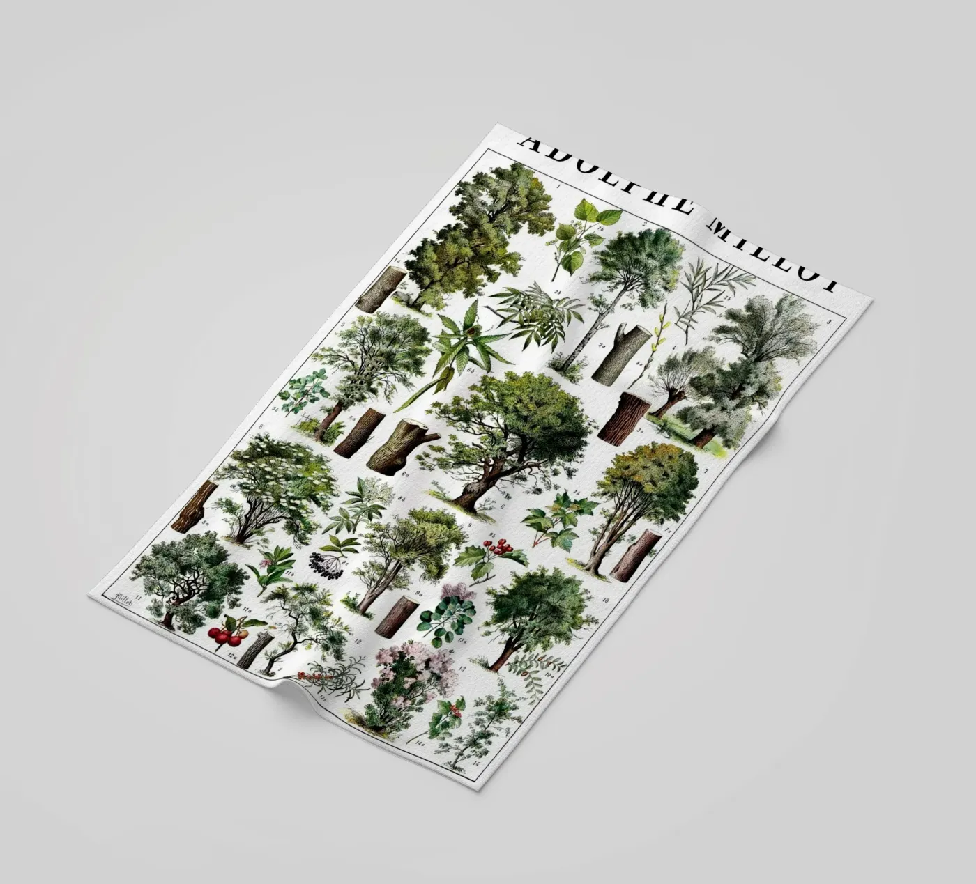 Alberi telo mare da Rob Lewis