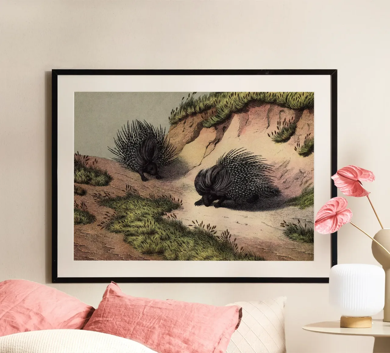 Vintage Kolb 8 Tafel 39 Stachelschwein poster con telaio in plastica da Vintage Print Collection