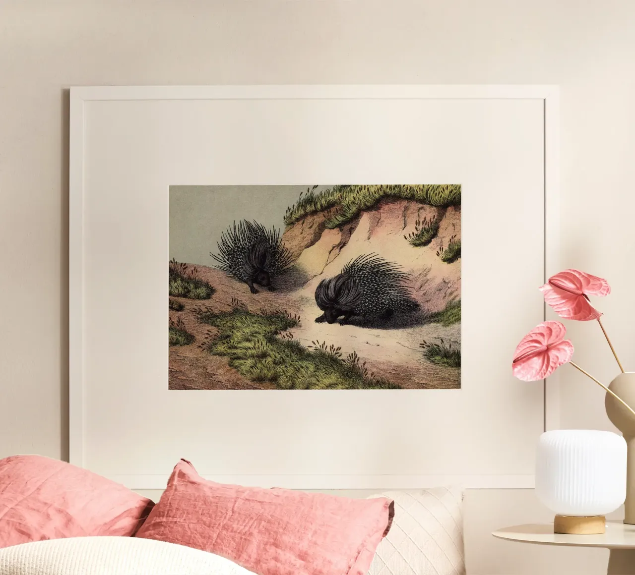 Vintage Kolb 8 Tafel 39 Stachelschwein poster con telaio in plastica da Vintage Print Collection