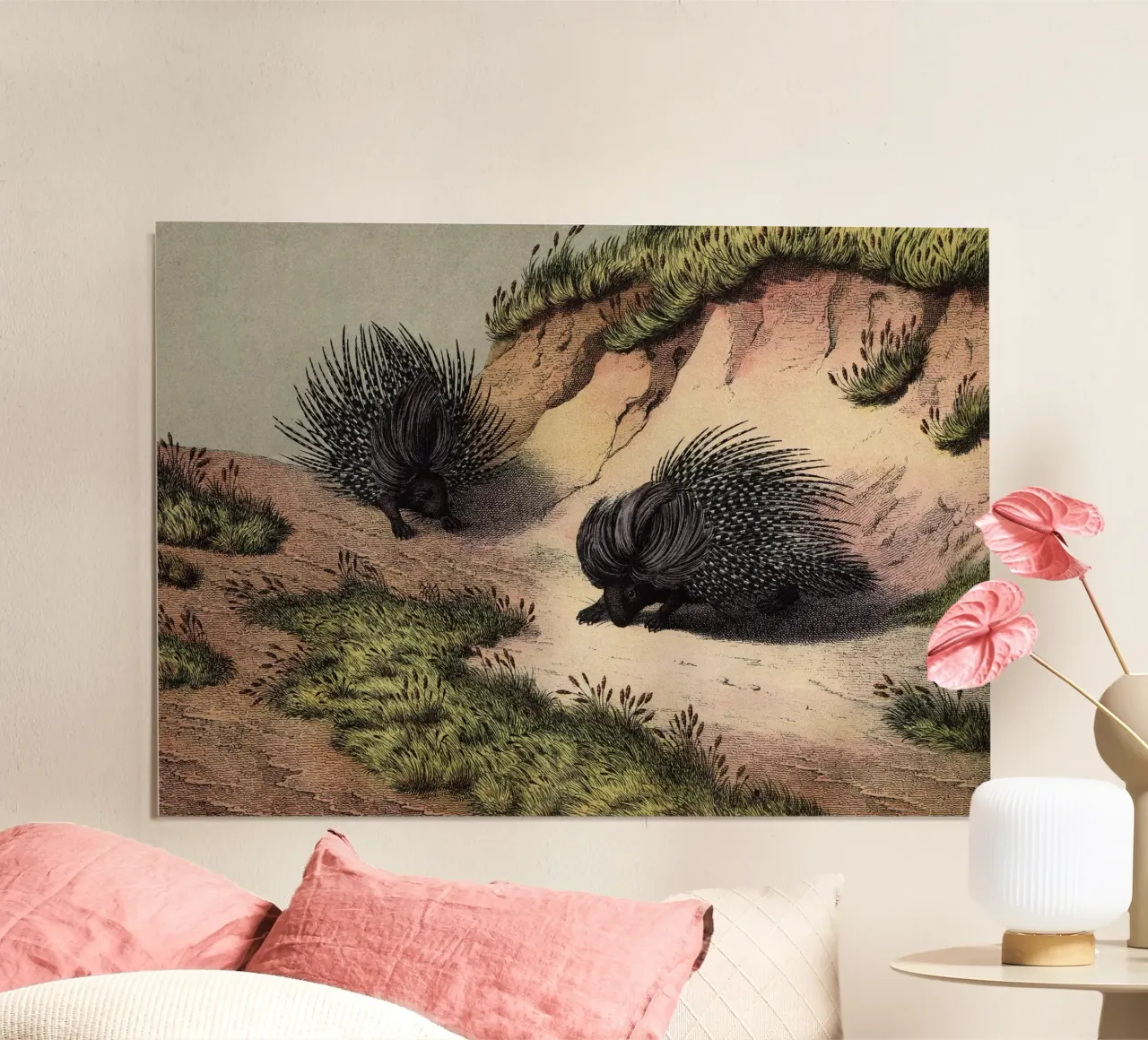 Vintage Kolb 8 Tafel 39 Stachelschwein poster con telaio in plastica da Vintage Print Collection
