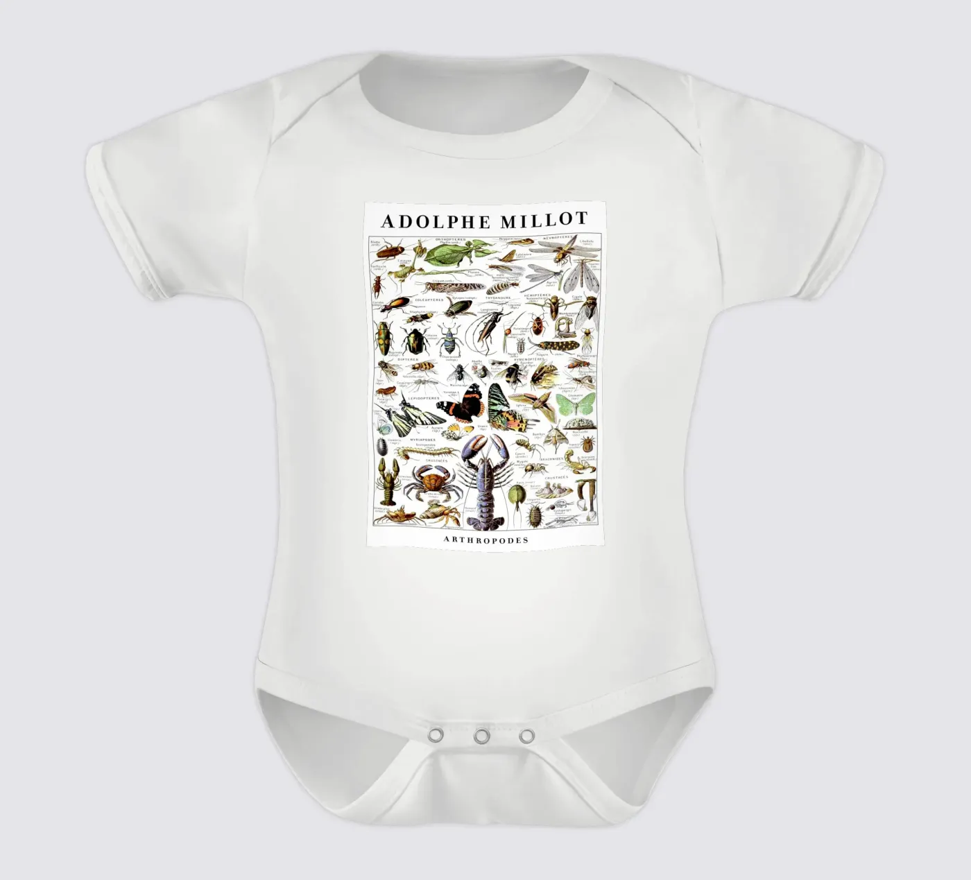 Arthropodes body bébé de Rob Lewis