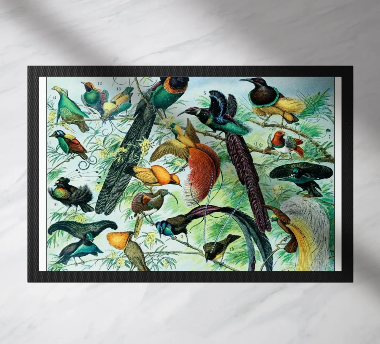 Uccelli zerbino da Rob Lewis