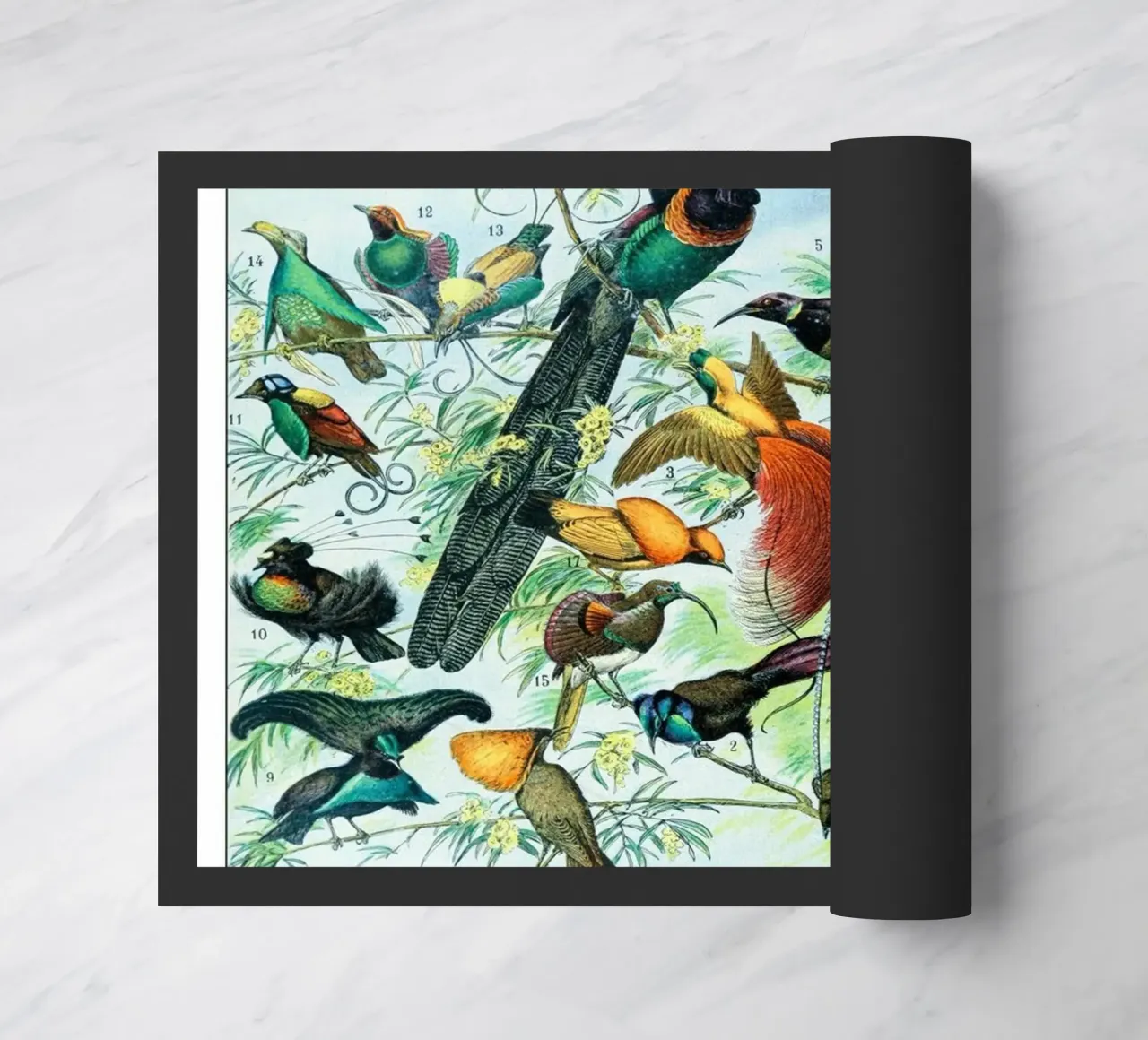 Uccelli zerbino da Rob Lewis