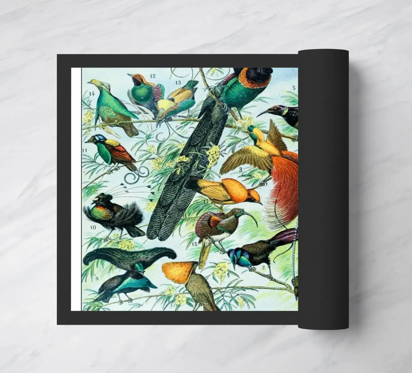 Birds zerbino da Rob Lewis