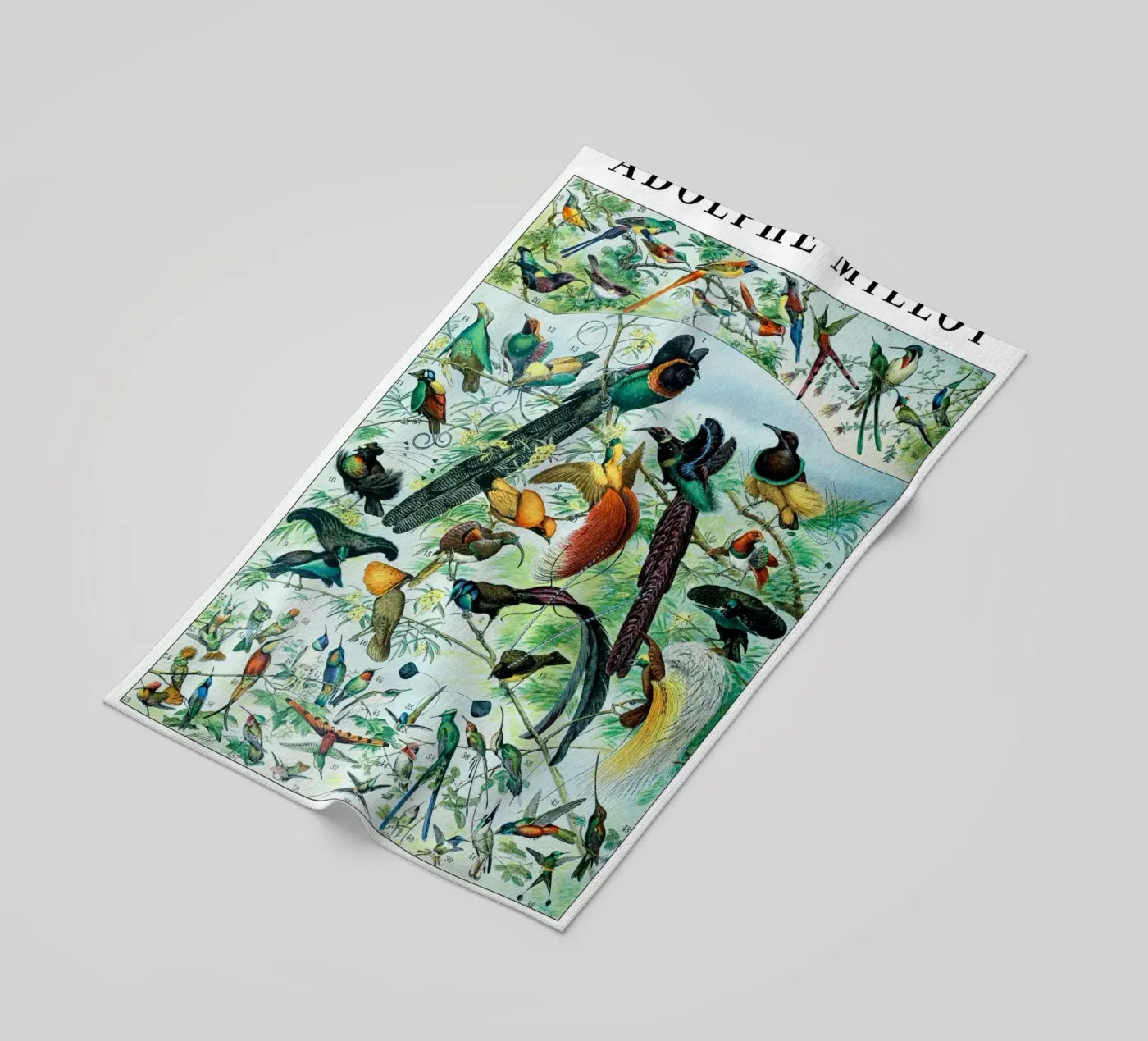 Birds telo mare da Rob Lewis