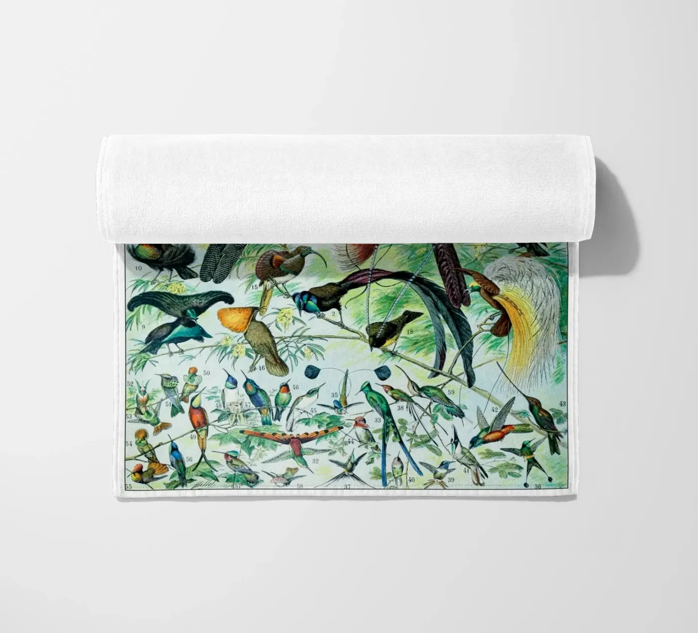 Birds telo mare da Rob Lewis