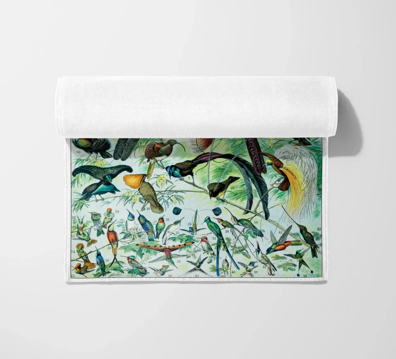 Uccelli telo mare da Rob Lewis