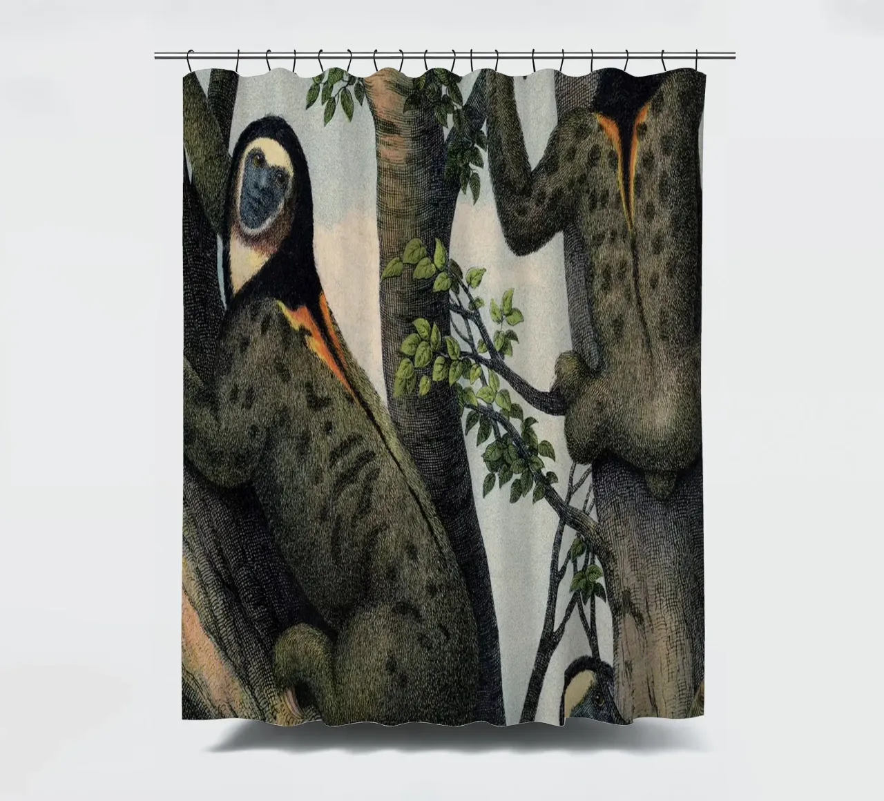 Vintage Kolb 8 Tafel 47 Faultier tenda da doccia da Vintage Print Collection