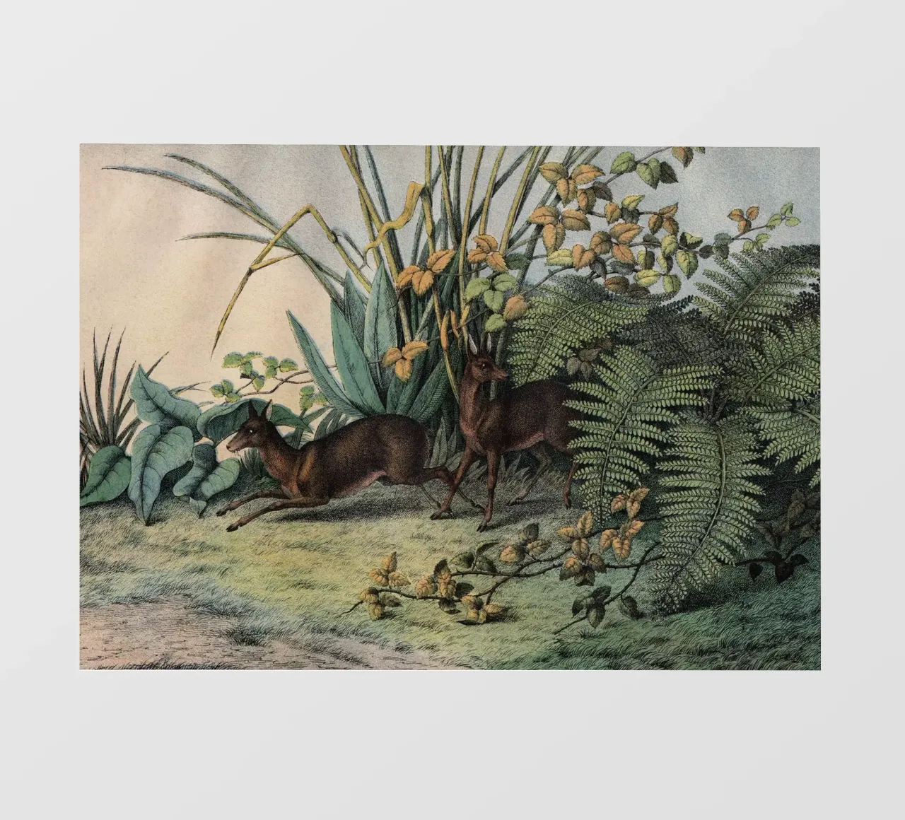 Vintage Kolb 9 Tafel 16 Moschusthier pellicola backlit da Vintage Print Collection
