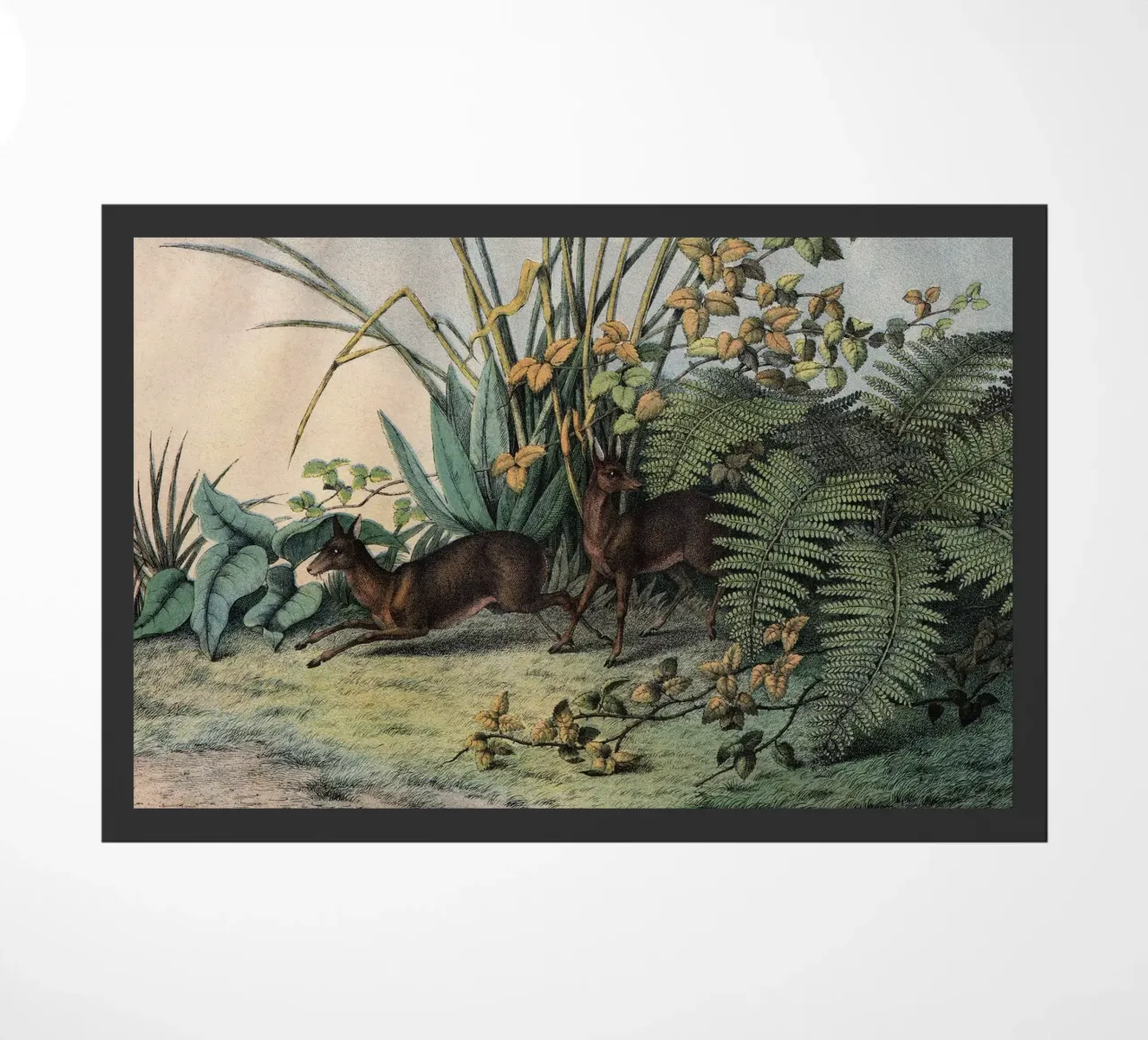 Vintage Kolb 9 Tafel 16 Moschusthier zerbino da Vintage Print Collection