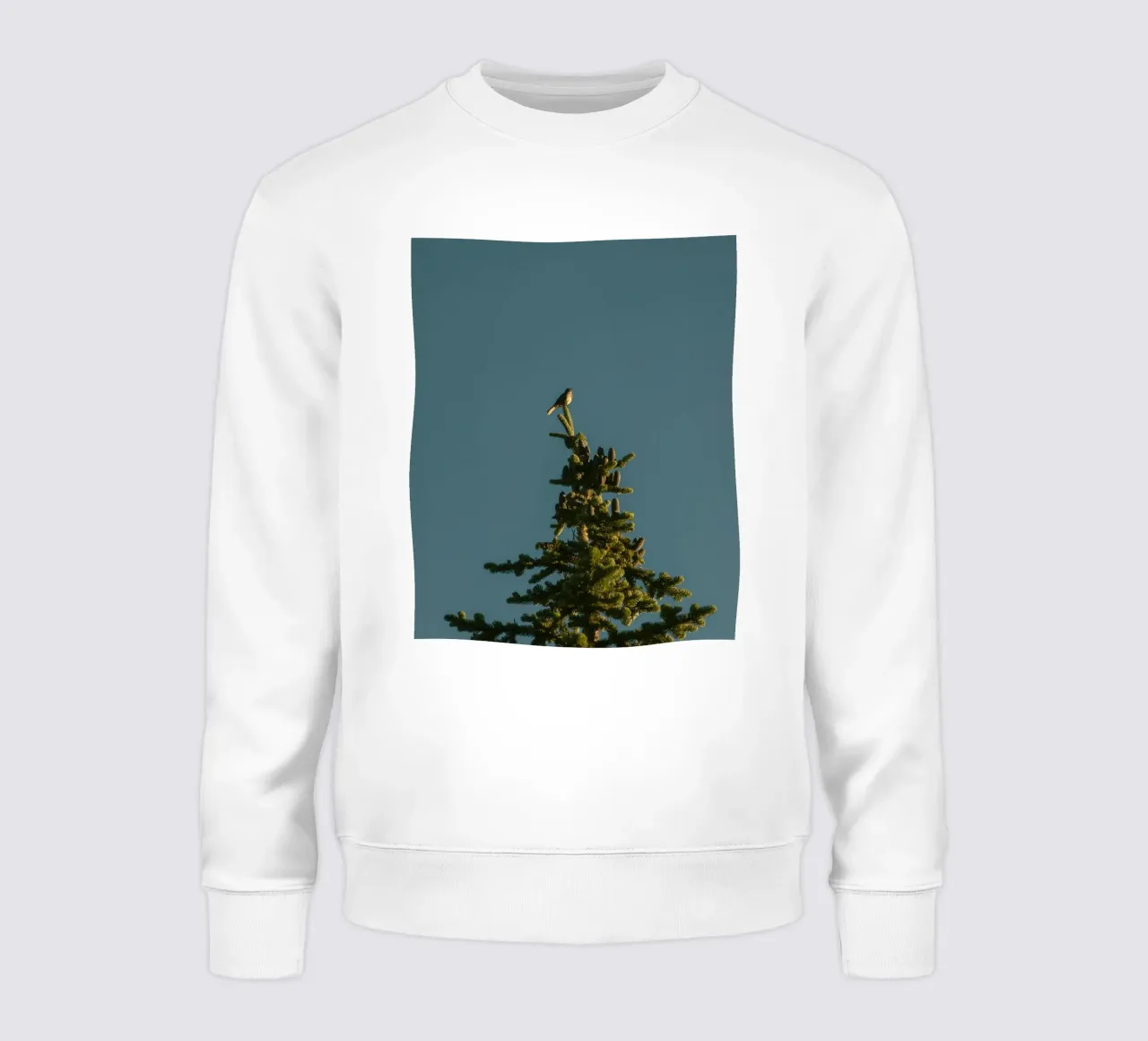 Little bird perched on the pine tree felpa da mip of map