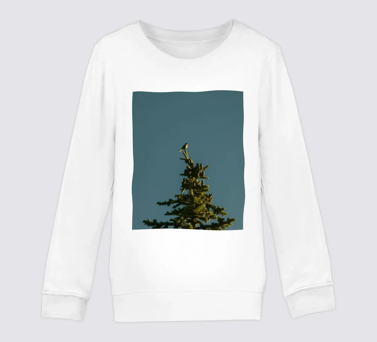 Little bird perched on the pine tree felpa bambino da mip of map
