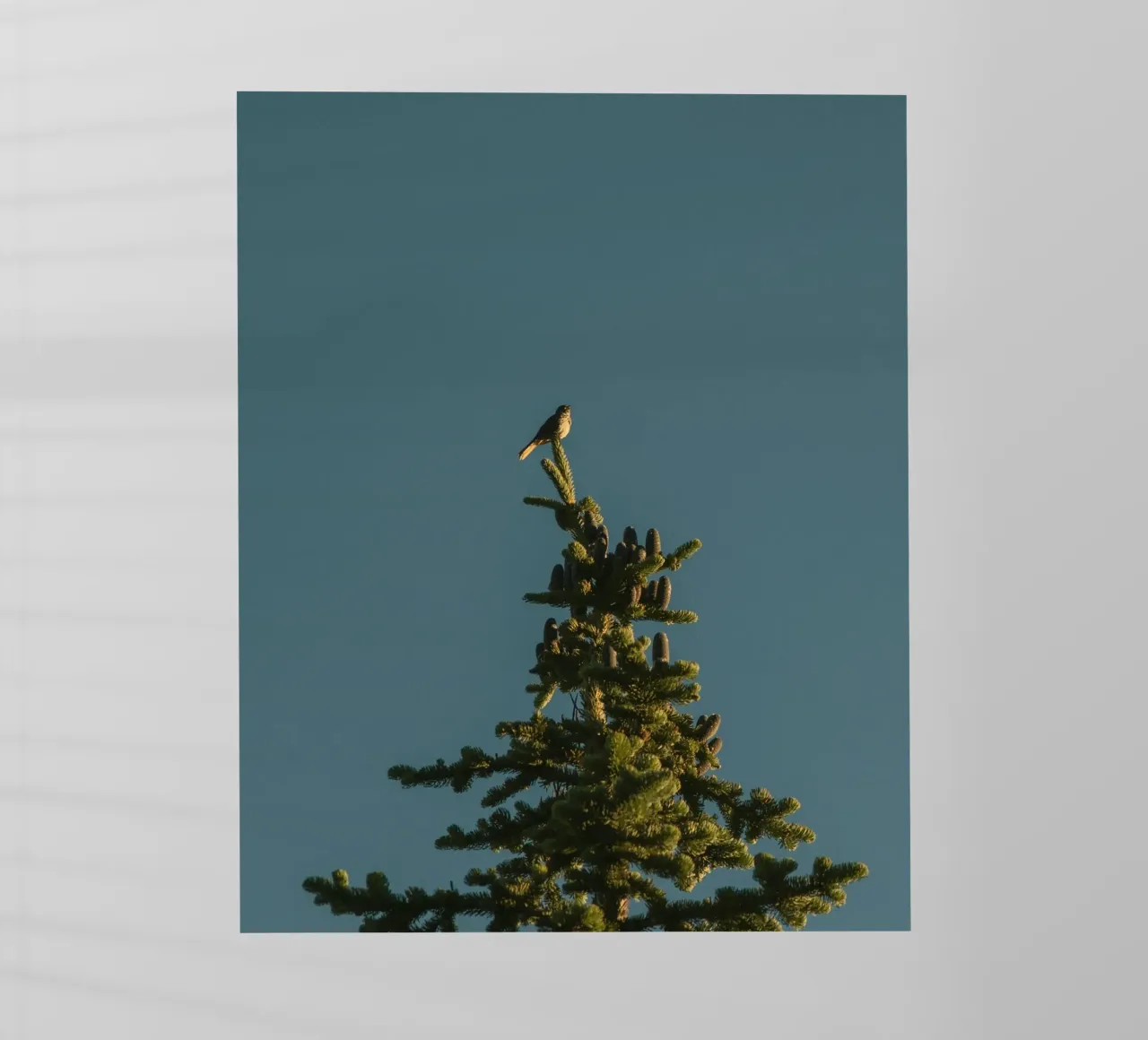 Little bird perched on the pine tree pellicola backlit da mip of map