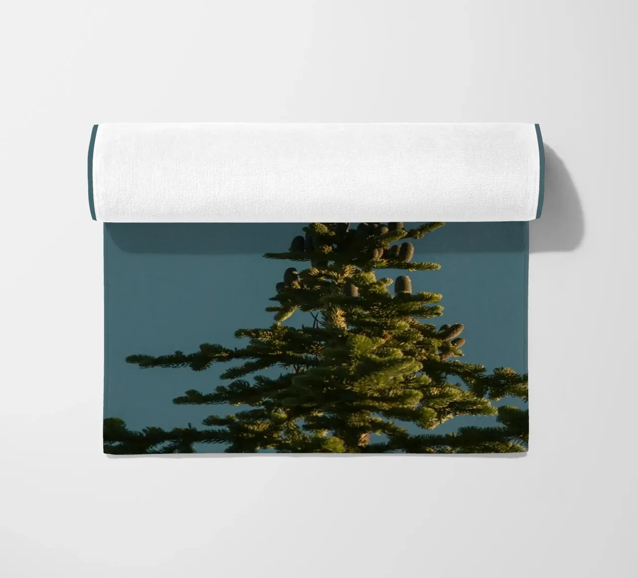 Little bird perched on the pine tree telo mare da mip of map