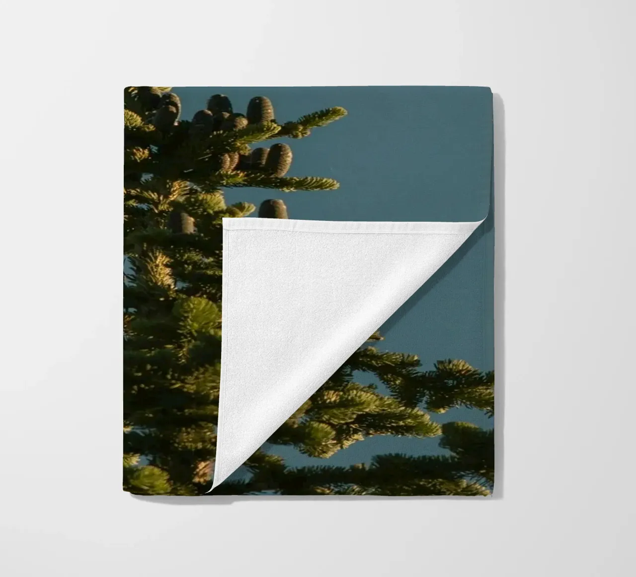 Little bird perched on the pine tree telo mare da mip of map