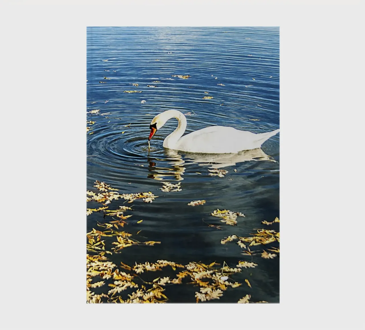 Swan on Tranquil Lake with Ripples – Nature Photo Print notebook by jay