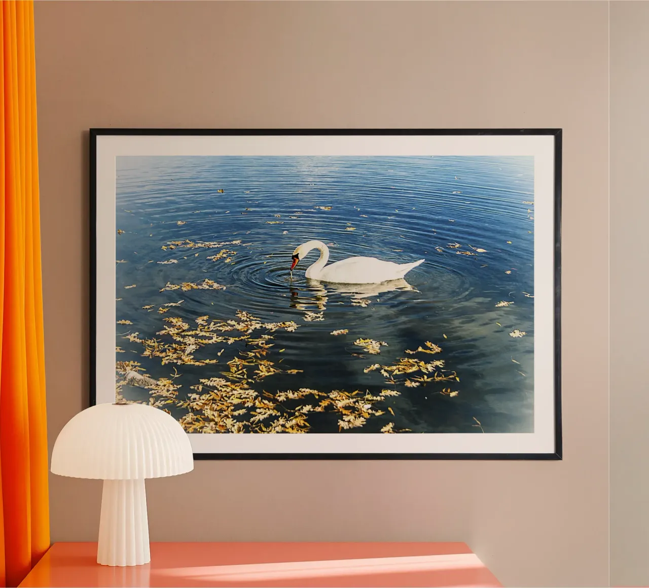 Swan on Tranquil Lake with Ripples – Nature Photo Print poster by jay