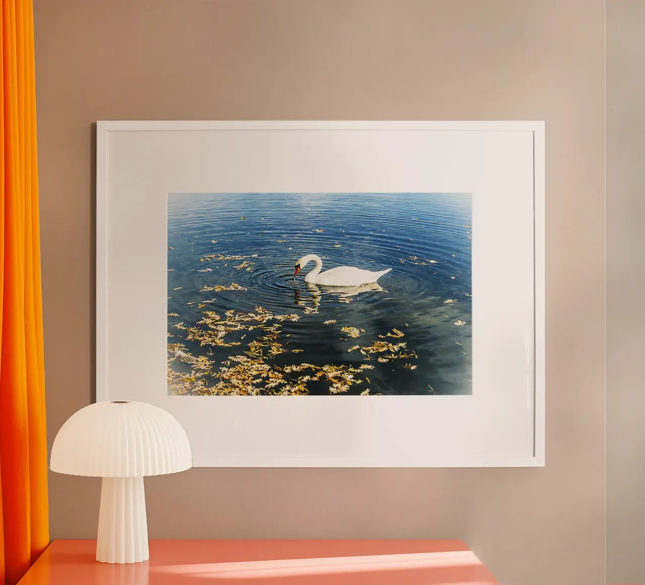 Swan on Tranquil Lake with Ripples – Nature Photo Print poster by jay