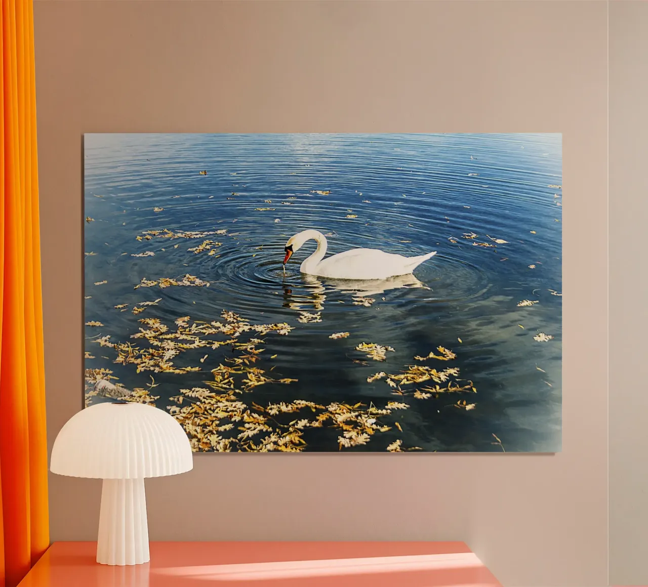 Swan on Tranquil Lake with Ripples – Nature Photo Print poster by jay