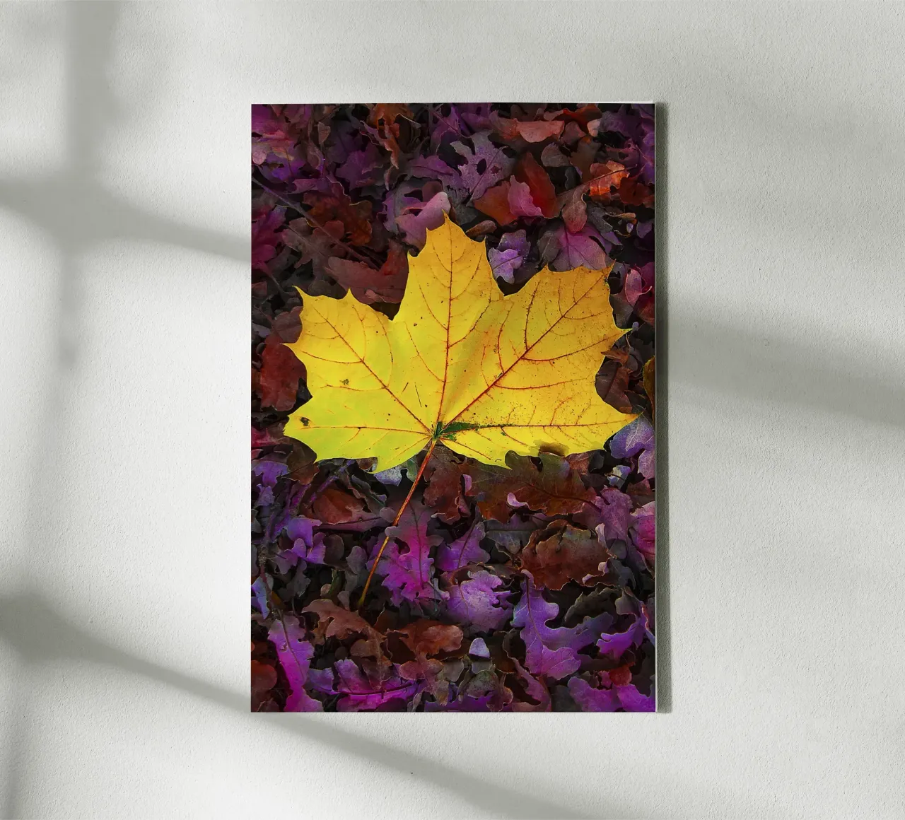 Feuille jaune sur feuillage violet - Nature Photo Print toile avec Caisse américaine de jay