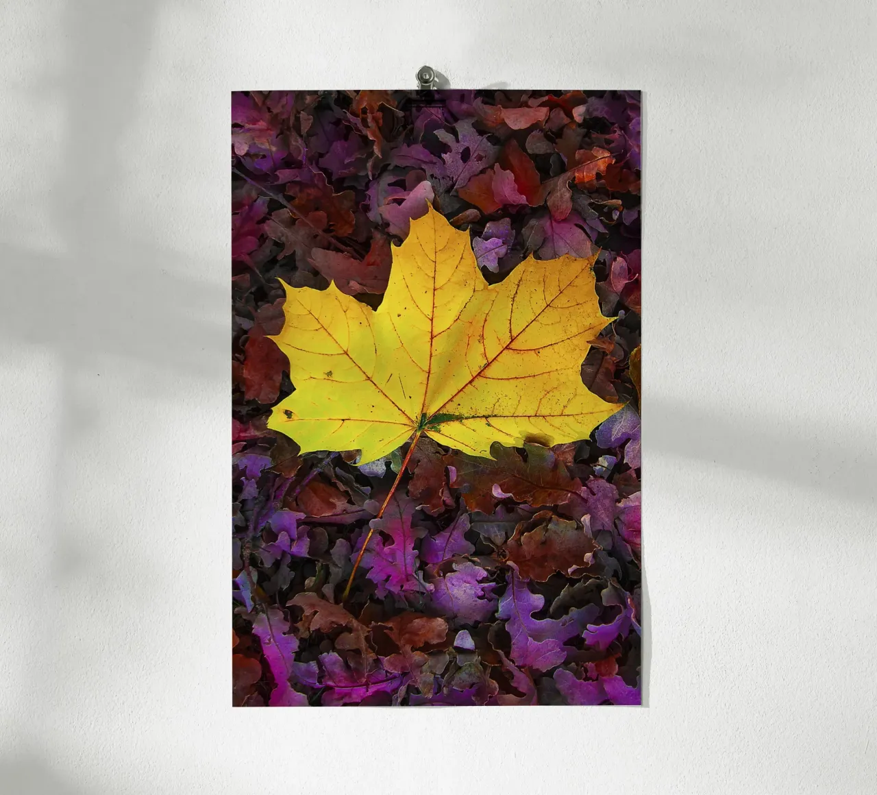 Feuille jaune sur feuillage violet - Nature Photo Print poster de jay