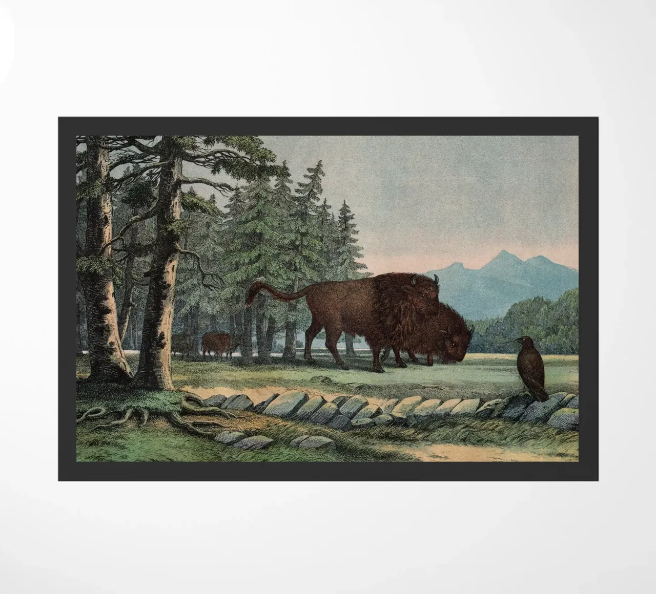 Vintage Kolb 10 Tafel 3 Auerochse zerbino da Vintage Print Collection