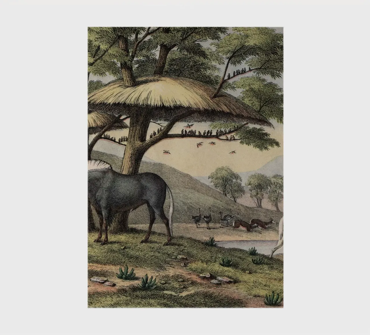 Vintage Kolb 10 Tafel 38 Gnu notebook by Vintage Print Collection
