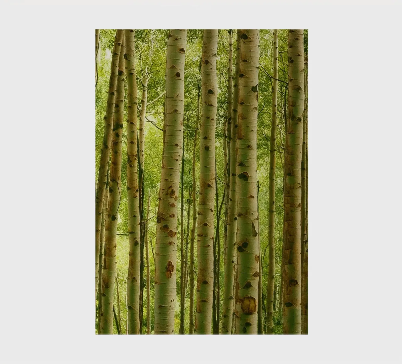 tree trunks lined up nature panorama notebook by chinerei