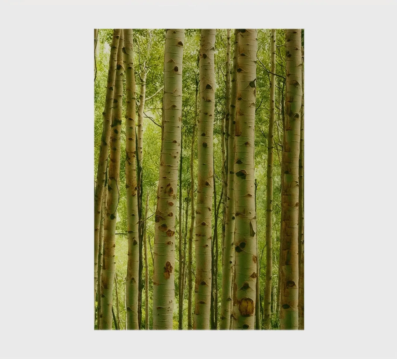 tree trunks lined up nature panorama notebook by chinerei