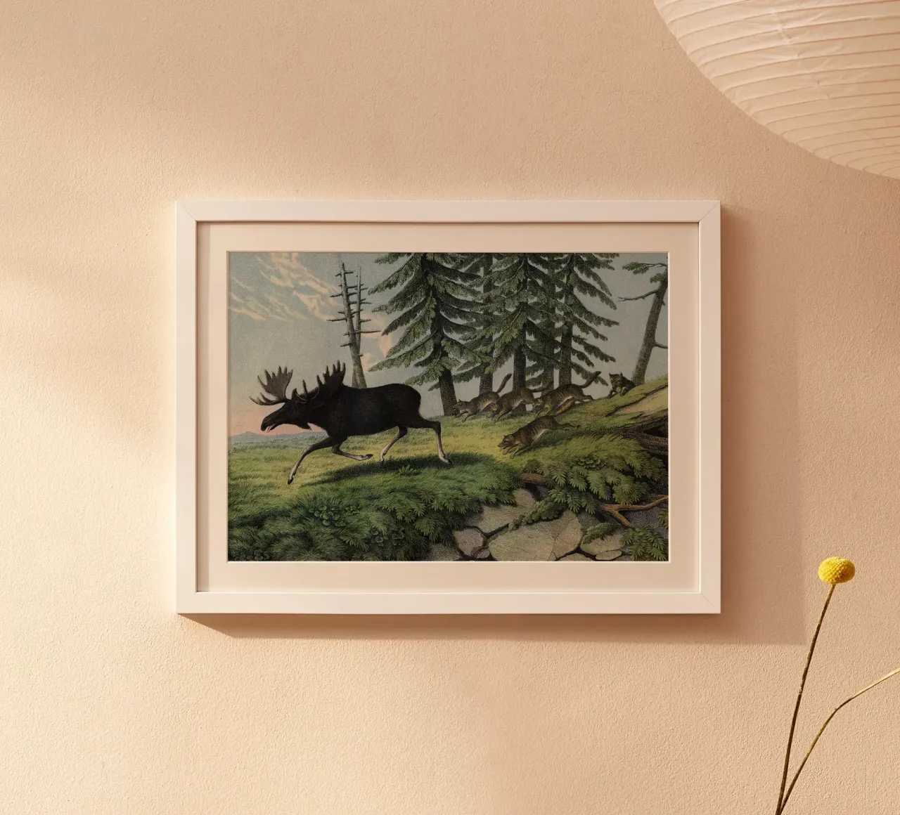 Vintage Kolb 11 Tafel 5 Elenn poster con telaio in legno da Vintage Print Collection