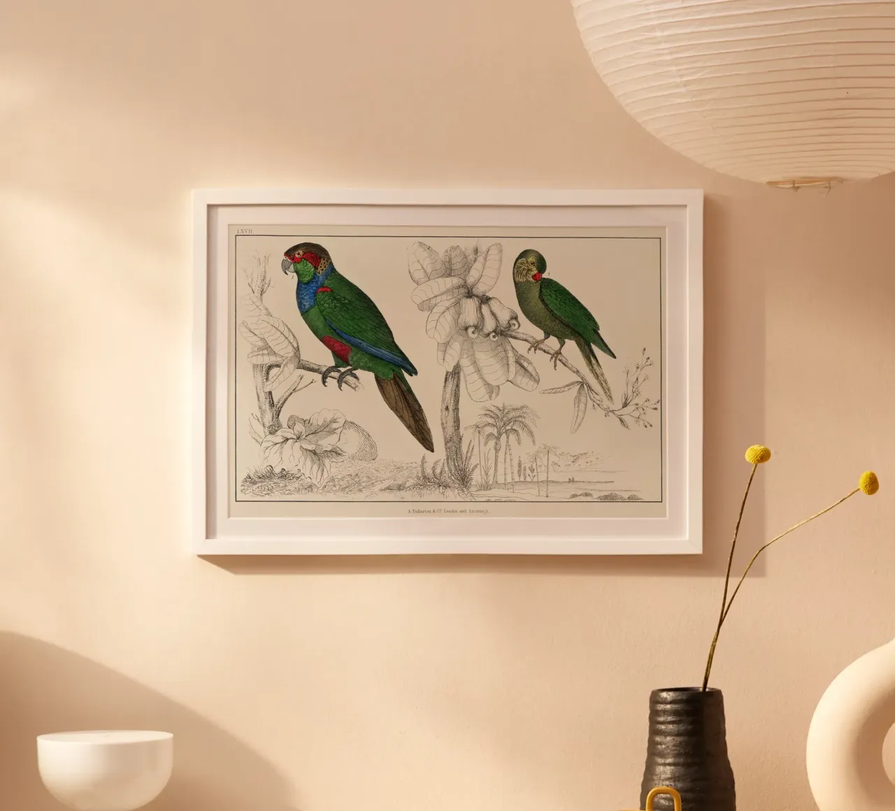 a rare antique hand colored tableau of two parakeets. poster con telaio in legno da vintageshop