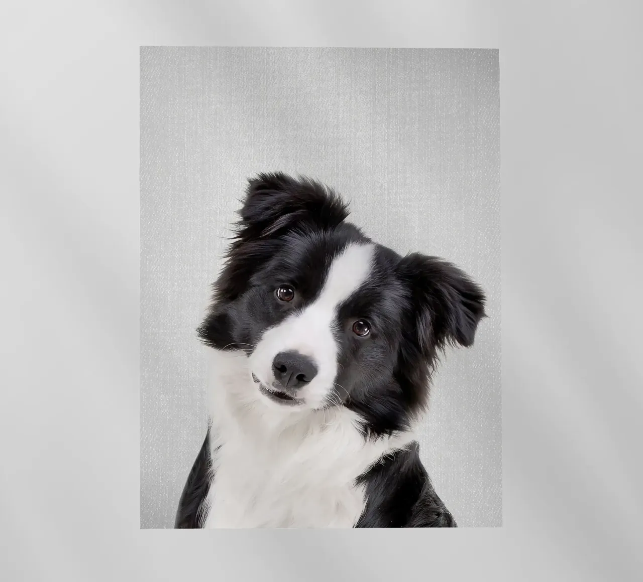 Border Collie colorato pellicola backlit da Leonard R Sadler