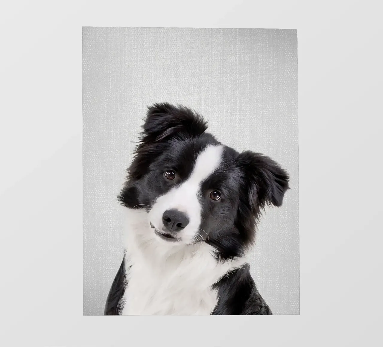 Border Collie colorato pellicola backlit da Leonard R Sadler