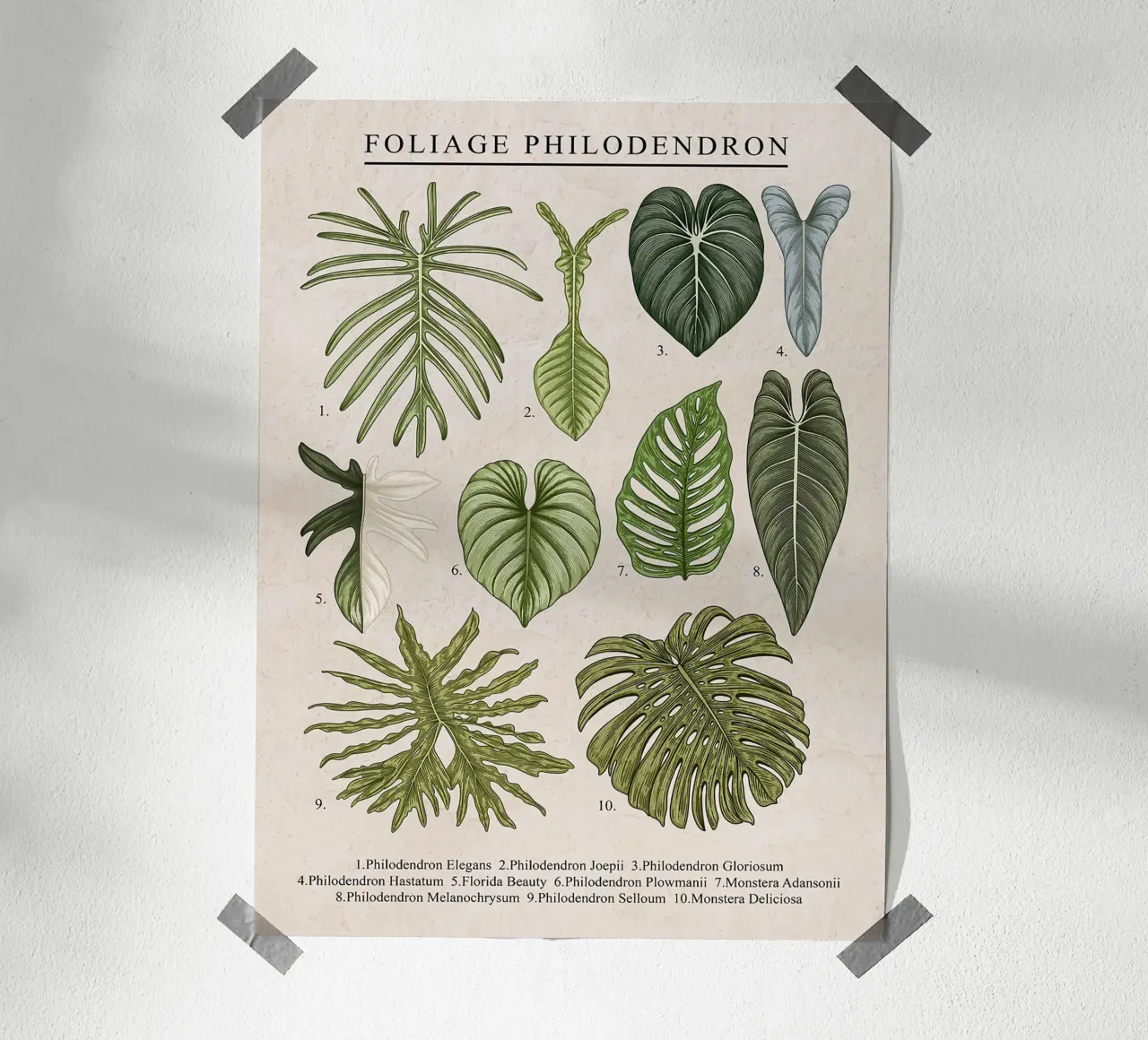 Pianta di filodendro a fogliame poster con telaio in legno da Fletcher M Henry