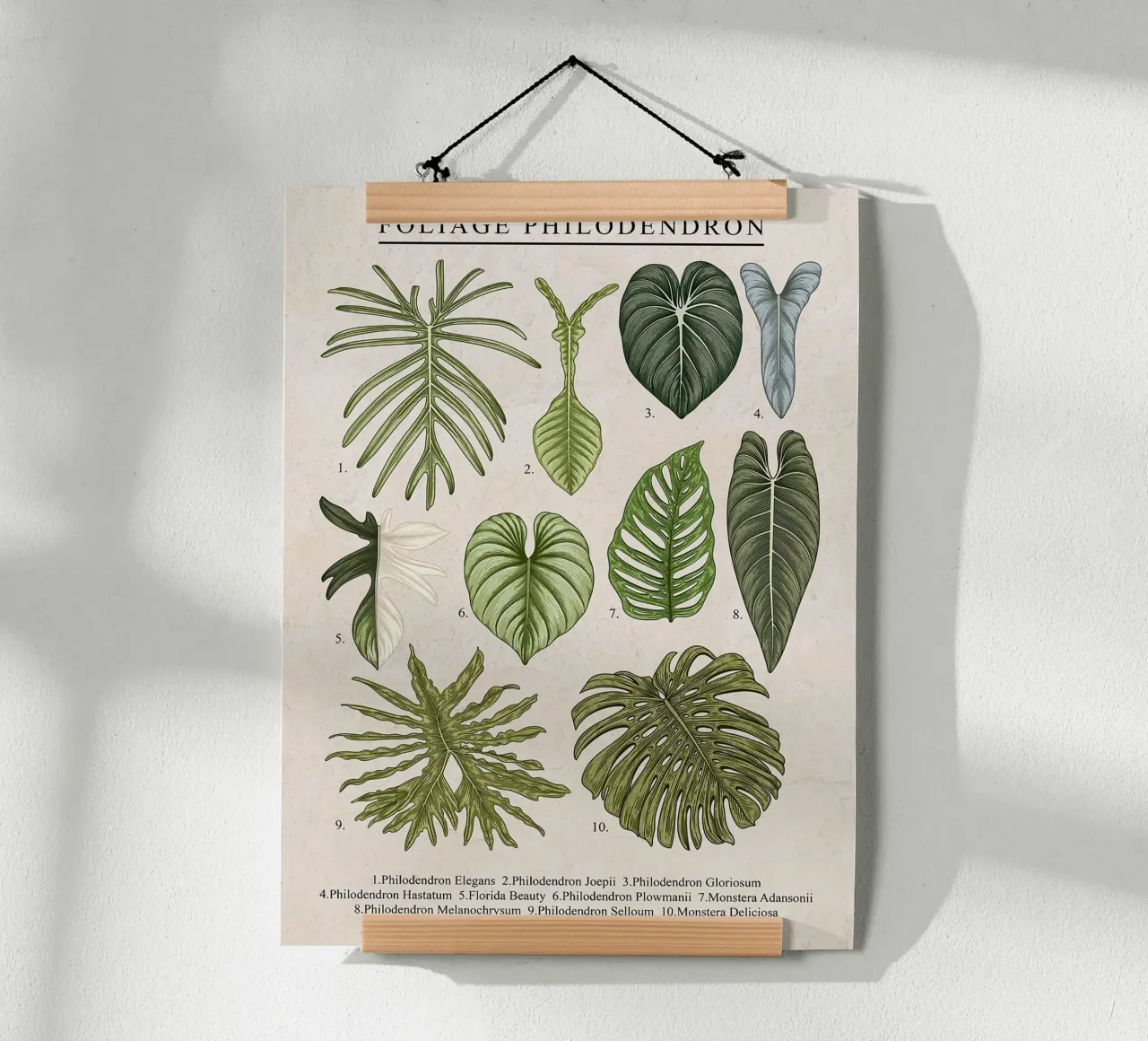Pianta di filodendro a fogliame poster con telaio in legno da Fletcher M Henry