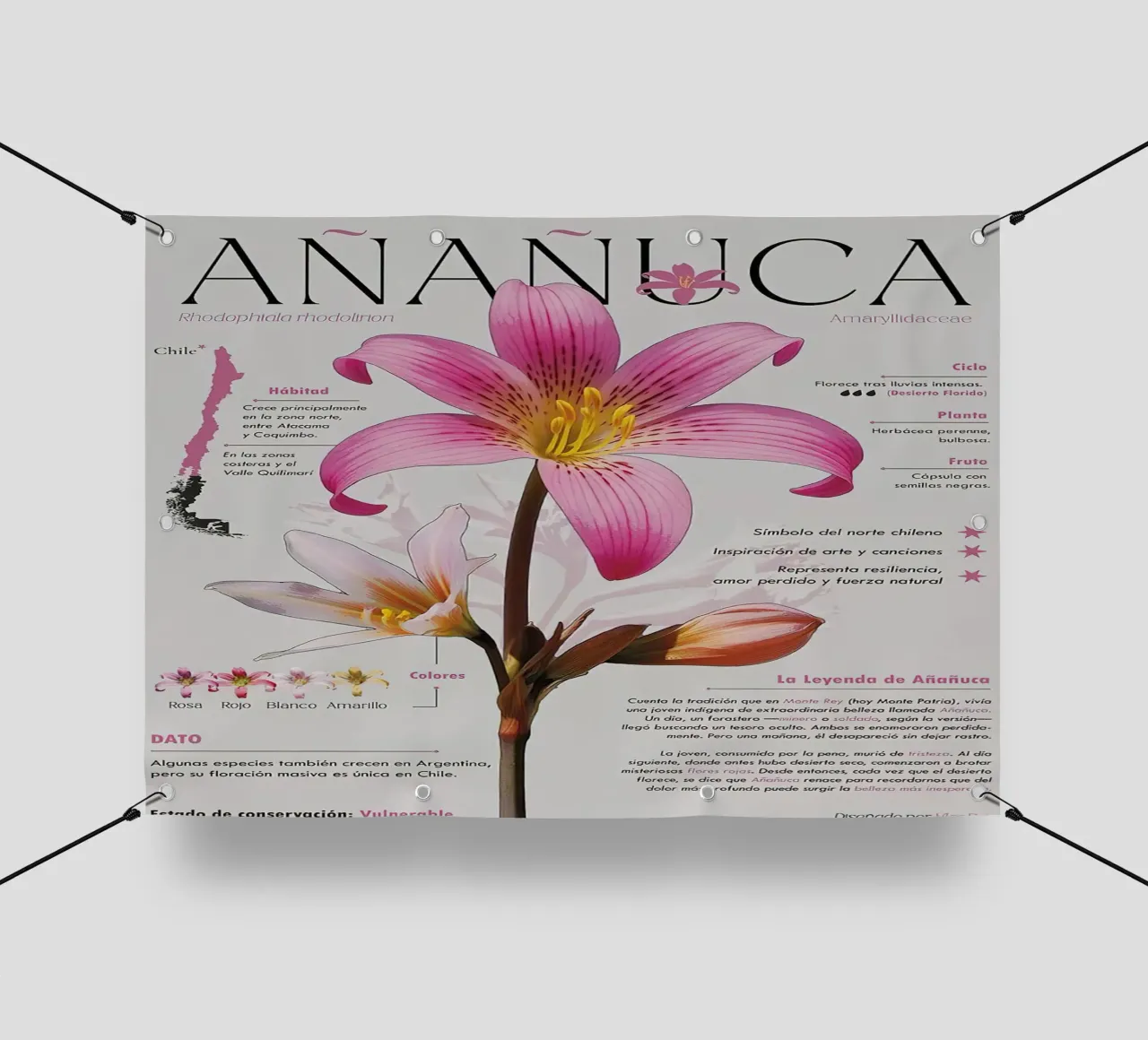 Añañuca telo in pvc da hanna shop