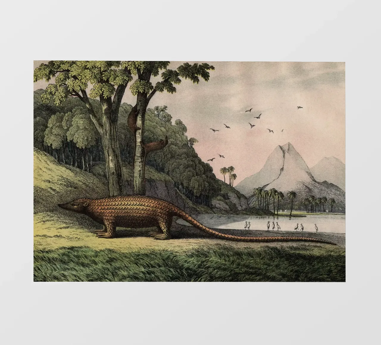 Vintage Kolb 12 Tafel 40 Pangolin pellicola backlit da Vintage Print Collection