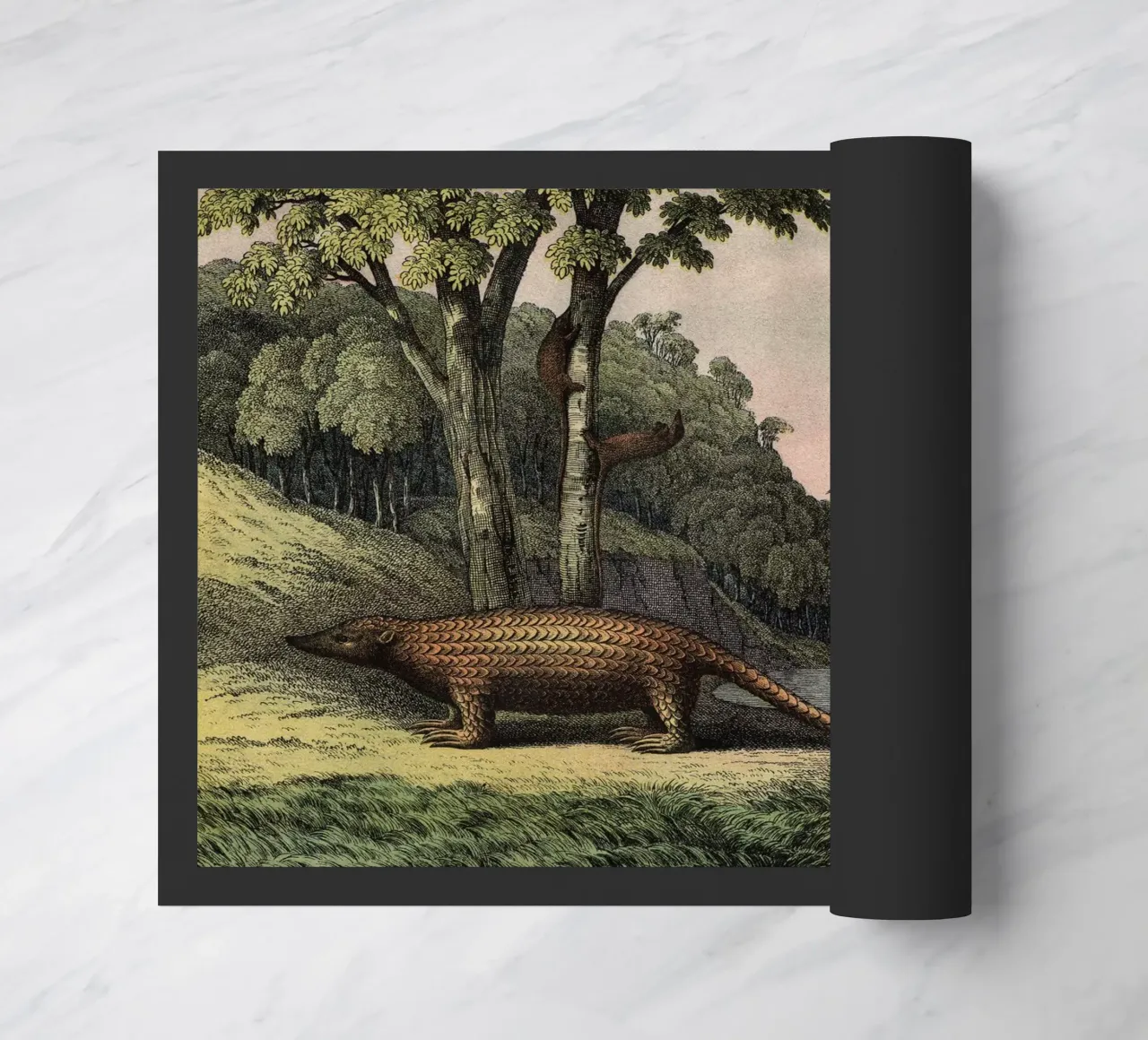 Vintage Kolb 12 Tafel 40 Pangolin zerbino da Vintage Print Collection