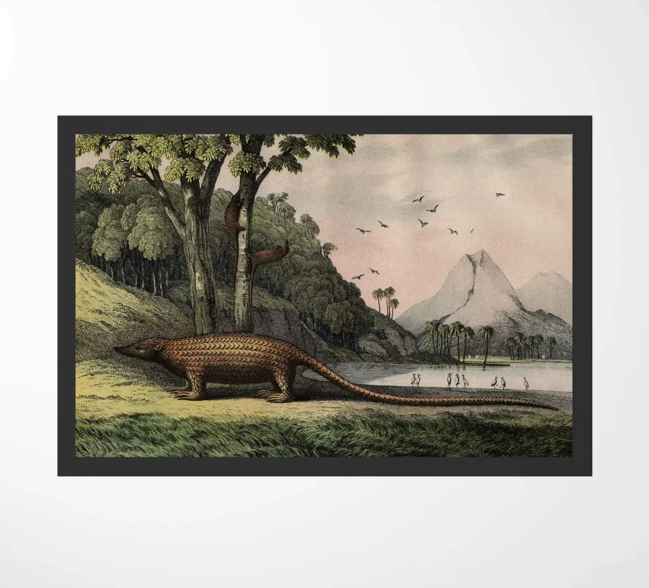 Vintage Kolb 12 Tafel 40 Pangolin zerbino da Vintage Print Collection