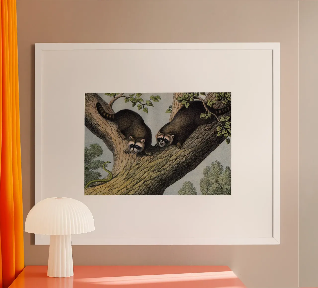 Vintage Kolb 12 Tafel 52 Waschbär poster con telaio in plastica da Vintage Print Collection