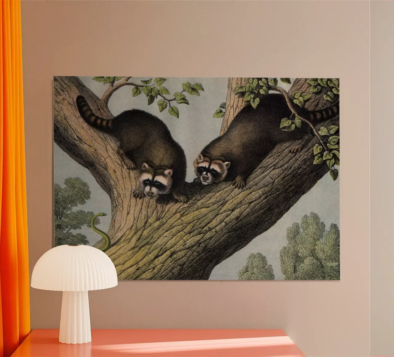 Vintage Kolb 12 Tafel 52 Waschbär poster con telaio in plastica da Vintage Print Collection