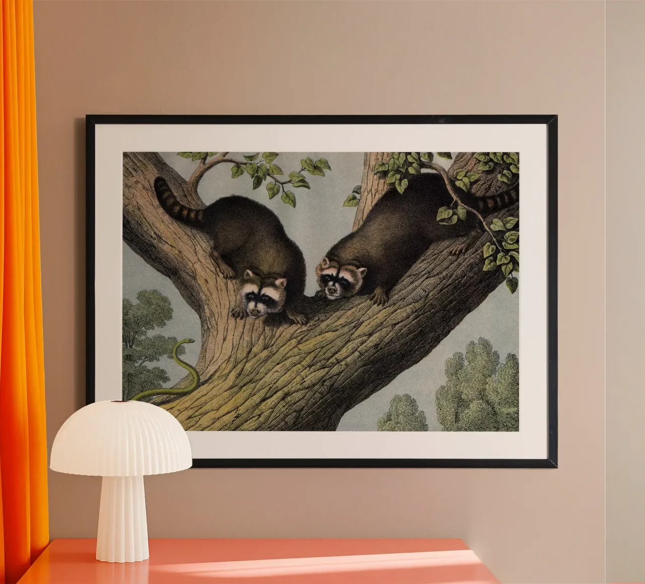 Vintage Kolb 12 Tafel 52 Waschbär poster con telaio in plastica da Vintage Print Collection