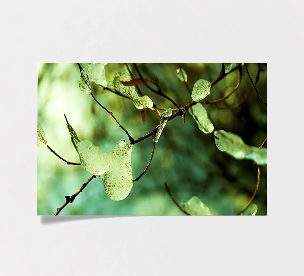 Smaragdgrüne Eistropfen auf winterlichen Zweigen - Fine Art Print Stickerbogen von jay